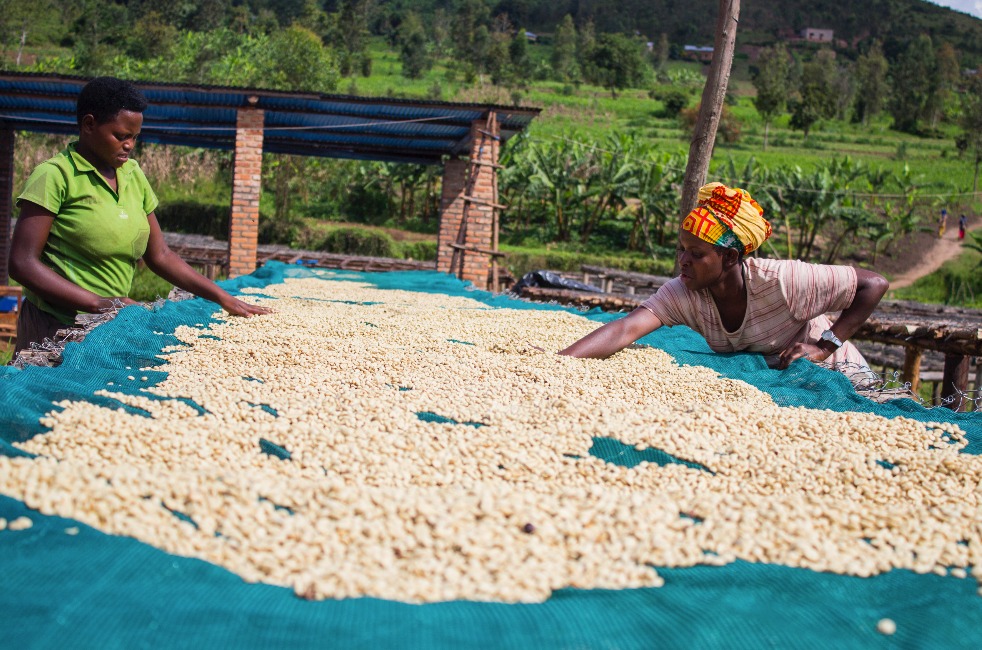 Juru Coffee Ltd: Brewing Excellence and Sustainability in 2025